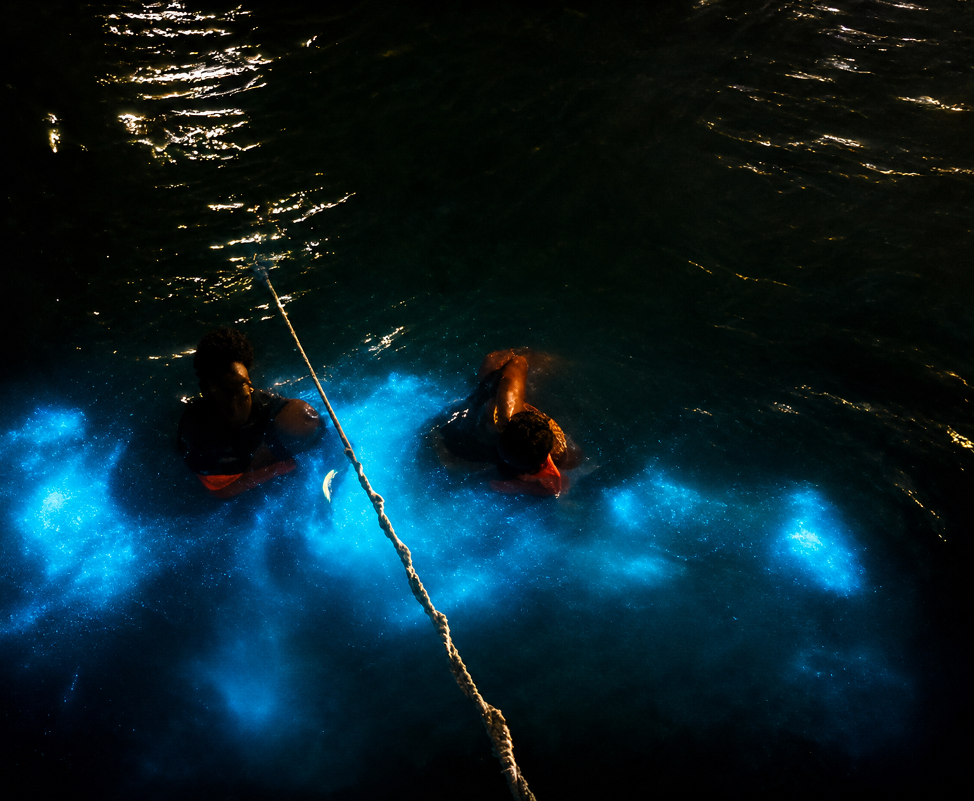 Bioluminescent Night Tour